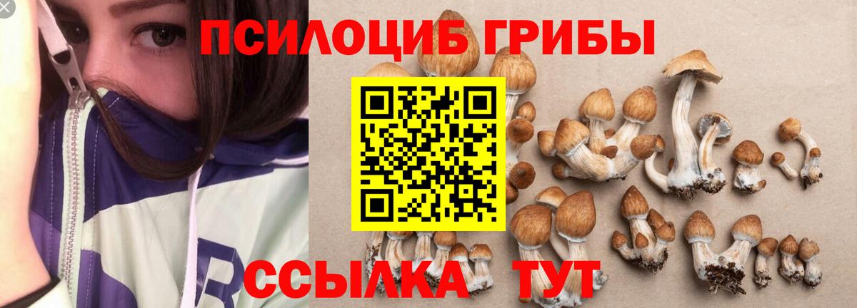 Галлюциногенные грибы Psilocybe Канаш